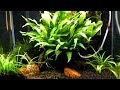 Setup:Dimensões: 50x35x25 (44l brutos)Filtragem: AquaClear 20Substrato: Fertil Plant (Prodac), areia de filtro e basaltoTermostato: ViaAqua 50CO2: Cilindro de CO2 em alumínio 500g da Ista com Difusor 3 em 1 da IstaIluminação: Life-Glo e Aqua-GloFotoperíodo: 8hFlora:-Microsorum pteropus (gigante)-Sagittaria graminea-Cryptocoryne x willisii-Musgo de Java.Fauna:3 Otocinclus6 Mato Grosso (Hyphessobrycon callistus) 