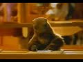 Milka - La Marmotte publicit� tv