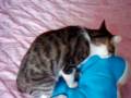 videos de comedia gato bauru