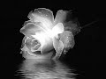 TRY A LITTLE TENDERNESS - B.B.KINGDIANE SCHUUR TRY A LITTLE TENDERNESS - B.B.KINGDIANE SCHUUR