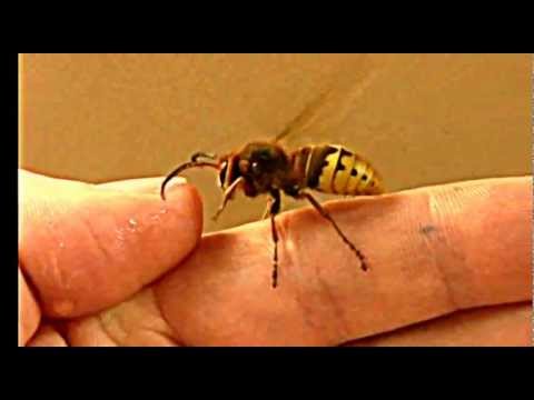 how to remove european wasps