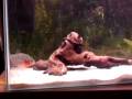 Serrasalmus Sanchezi Piranha Serrasalmus Sanchezi Piranha