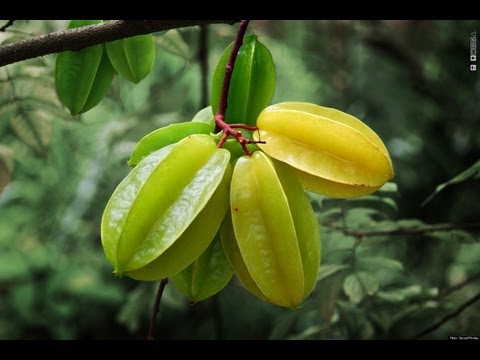 how to transplant a mature apple tree