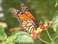photos of Monarch Butterfly Life Cycle