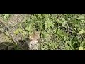 Bruin zandoogje vrouw vliegt weg (Meadow Brown flying)