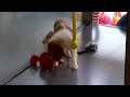 cucciolo di cavalier king charles spaniel