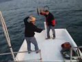 ABANA PALAMUT