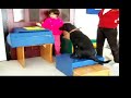 kopek destekli fizyoterapi turkiye\