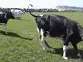 Ecologic cows let out in the spring Ecologic cows let out in the spring