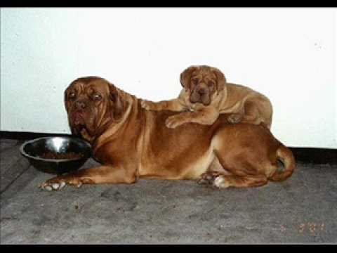 dogo de burdeos