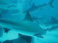 Shark Feeding in the Bahamas