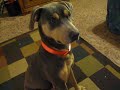 Blue Lacy