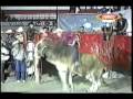 La Güera de Autlán,Jal vs El Ejecutor (2004)
