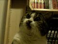 Kitty Loves Twisty Ties - I Should Have Named Her Maru Jr