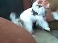 Me and Oreo Hate Someone(PT)