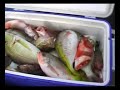 Brunei Fishing team-Ampa patches Trip