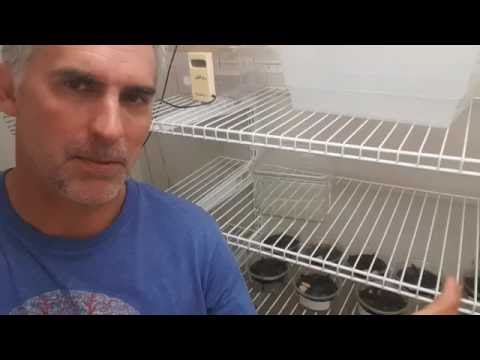 YouTube reptile video