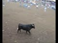 TOROS POPULARES MACHACHI 2007 - PARTE 3 TOROS POPULARES MACHACHI 2007 - PARTE 3