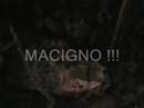 Circonvallazione nomentana aiuola