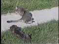 pitbull attacks cat