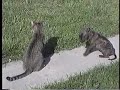 pitbull attacks cat