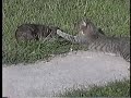 pitbull attacks cat