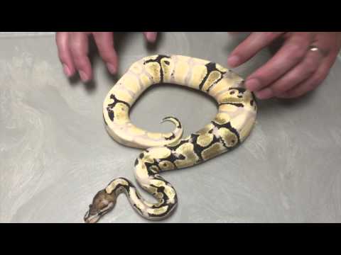YouTube reptile video
