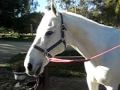 Schuyler's Horse
