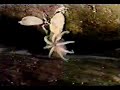 Deep Sea Octopus hatching (Bathypolypus arcticus) Deep Sea Octopus hatching (Bathypolypus arcticus)