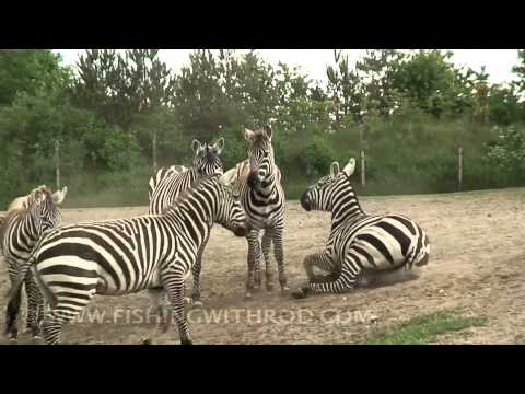 Zoo Denmark - Givskud Zoo is a zoo and safari park in Givskud, 20 kilometres (12 mi) north west of Vejle in Denmark. This is a video of our trip to the zoo in summer 2009....