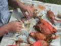 How To Pick Chesapeake Bay MD Steamed Blue Crabs How To Pick Chesapeake Bay MD Steamed Blue Crabs