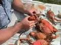 How To Pick Chesapeake Bay MD Steamed Blue Crabs
