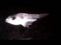 Installing a Deep-Sea Webcam