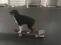 Super Storm - puppy tricks