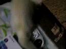 ferret check