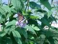 7/25/2008 Lindas Butterfly Bush !   891