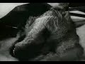 Experiments in the Revival of Organisms (1940) Part 2