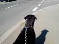 rottweiler h�rt einen krankenwagen