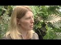 Butterfly lifeline for Guyana Butterfly lifeline for Guyana