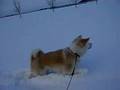 秋田犬「さくら」大丈夫?呼吸できてる?