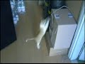 Filmato Gatti - qua sono veramente assurdi