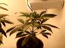 new marijuana grow box