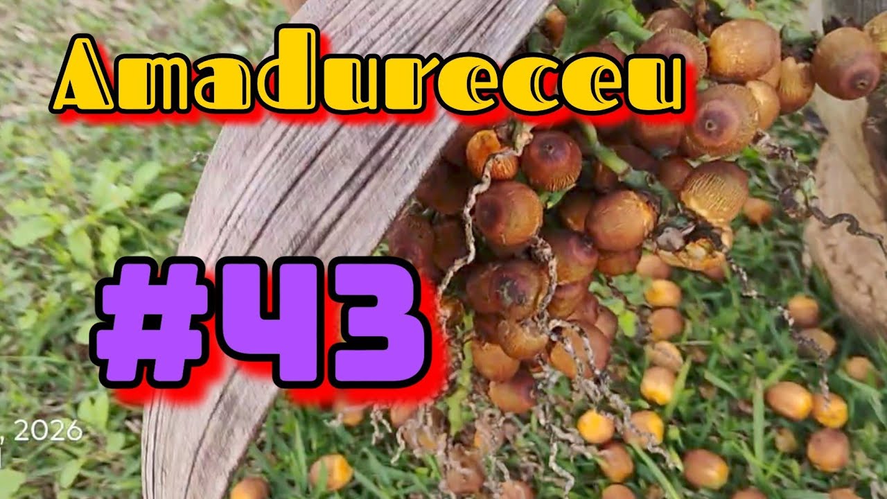 1⁰ Cacho Maduro ) Coqueiro Licuri| Atualização Ձ૦Ձ6