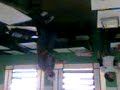 Thales Dan�ando