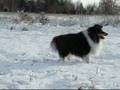 chytá sněhové koule.mpg