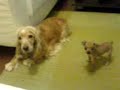 Cachorro pentelho