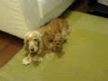 Cachorro pentelho