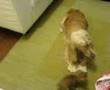 Cachorro pentelho