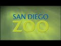 SAN DIEGO ZOO AND POLAR BEARS INTERNATIONAL