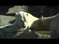 SAN DIEGO ZOO AND POLAR BEARS INTERNATIONAL